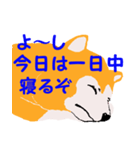 日本 柴犬（個別スタンプ：5）