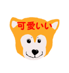 日本 柴犬（個別スタンプ：24）