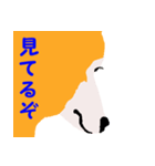 日本 柴犬（個別スタンプ：26）