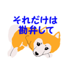 日本 柴犬（個別スタンプ：31）