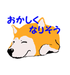 日本 柴犬（個別スタンプ：33）