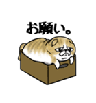 ねこ3兄弟（個別スタンプ：15）