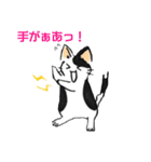 ボテ猫たくとくん（個別スタンプ：5）