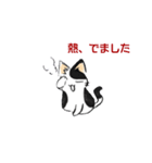 ボテ猫たくとくん（個別スタンプ：13）