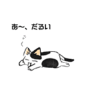 ボテ猫たくとくん（個別スタンプ：15）