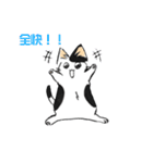 ボテ猫たくとくん（個別スタンプ：17）