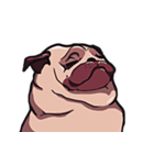 Mr. Pug Zai（個別スタンプ：3）