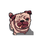 Mr. Pug Zai（個別スタンプ：12）