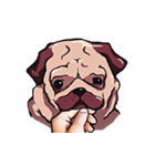 Mr. Pug Zai（個別スタンプ：13）