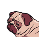 Mr. Pug Zai（個別スタンプ：14）