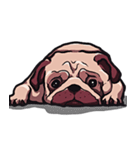 Mr. Pug Zai（個別スタンプ：21）