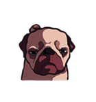 Mr. Pug Zai（個別スタンプ：34）