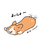 コーギー犬 ○（個別スタンプ：1）