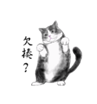 Milin cat（個別スタンプ：8）