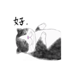 Milin cat（個別スタンプ：10）