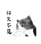 Milin cat（個別スタンプ：22）