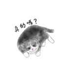 Milin cat（個別スタンプ：37）