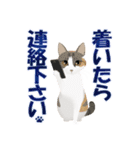 猫のちび太と仲間達（個別スタンプ：6）