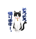 猫のちび太と仲間達（個別スタンプ：10）