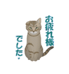 猫のちび太と仲間達（個別スタンプ：17）