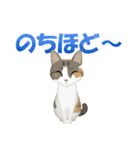 猫のちび太と仲間達（個別スタンプ：25）