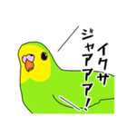 インコが変な言葉を覚えました（個別スタンプ：1）