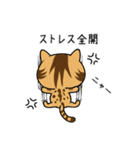 ゆる猫 ディー君 ver.1（個別スタンプ：13）