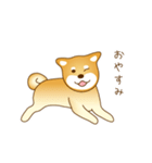 柴犬わんわん わわわん（個別スタンプ：3）