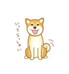 柴犬わんわん わわわん（個別スタンプ：4）