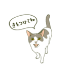 うちのねこさま（個別スタンプ：35）