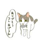 うちのねこさま（個別スタンプ：36）