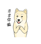 The fool shiba（個別スタンプ：16）