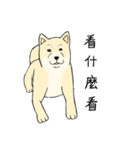 The fool shiba（個別スタンプ：17）