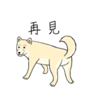 The fool shiba（個別スタンプ：19）