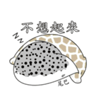 The 5th turtle casual present（個別スタンプ：30）