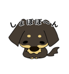 ダックス犬ちょこ（個別スタンプ：24）