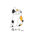 猫と猫友たちの日常会話集（個別スタンプ：6）