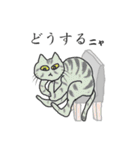 猫と猫友たちの日常会話集（個別スタンプ：18）