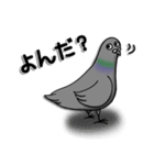 ハトのぐーちゃん（個別スタンプ：1）
