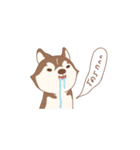 Taro Siberian Husky 1 (animated ver.)（個別スタンプ：2）