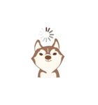 Taro Siberian Husky 1 (animated ver.)（個別スタンプ：5）