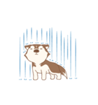 Taro Siberian Husky 1 (animated ver.)（個別スタンプ：8）