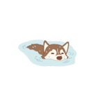 Taro Siberian Husky 1 (animated ver.)（個別スタンプ：22）