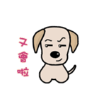 Labrador Bi IV（個別スタンプ：25）