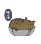 Daily what'z Cats（個別スタンプ：2）