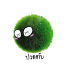 Little Marimo（個別スタンプ：33）