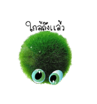 Little Marimo（個別スタンプ：36）