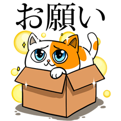 [LINEスタンプ] 箱猫 ソルモンの画像（メイン）