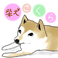 [LINEスタンプ] 柴犬さくら