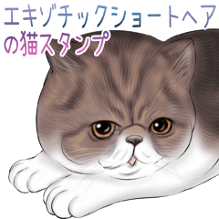 [LINEスタンプ] エキゾチックショートヘアの猫スタンプの画像（メイン）